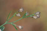 Eastern baccharis